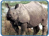 Rhino, Kaziranga